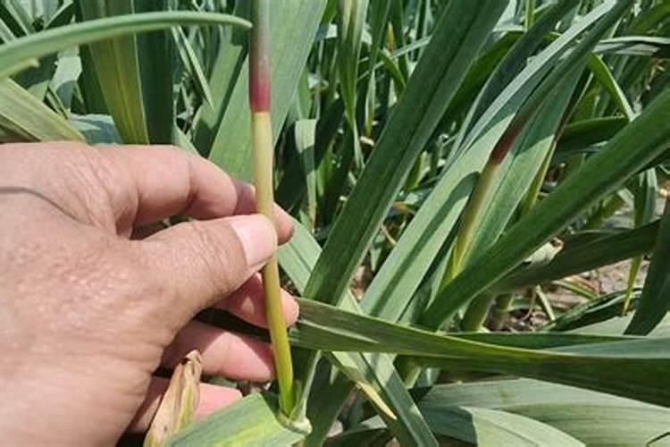 中微量元素肥料正确使用方法