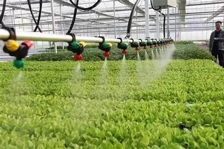 德国报春的栽培管理有哪些注意事项？