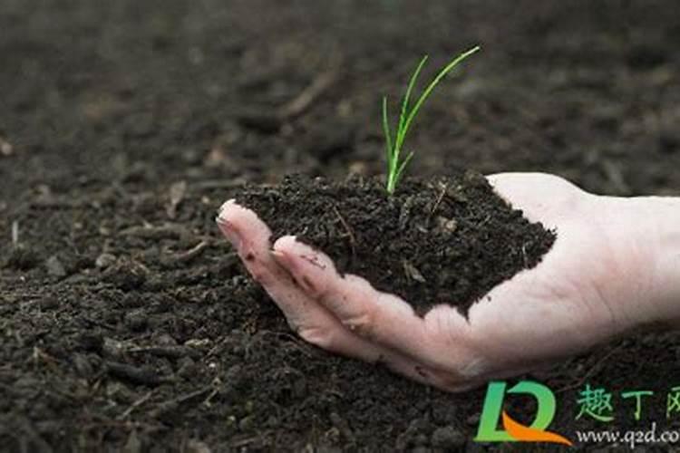 农作物可以直接种植在有机肥料上面吗？为什么我种的白菜种在有机肥上...