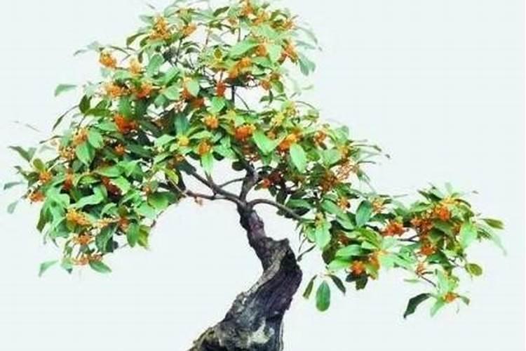 西兰花的功效作用 补钙润肤抗衰老