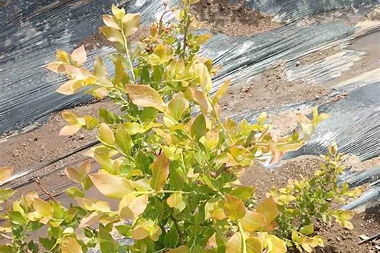 建造一亩地塑料大棚造价需要多少钱