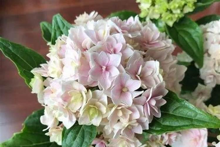 绣球冬天叶子干枯发黄怎么办