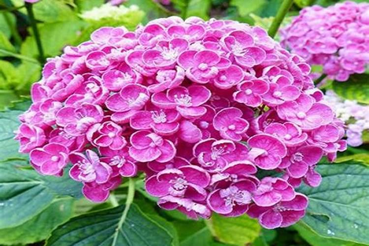 油菜施什么样的硼肥最好？