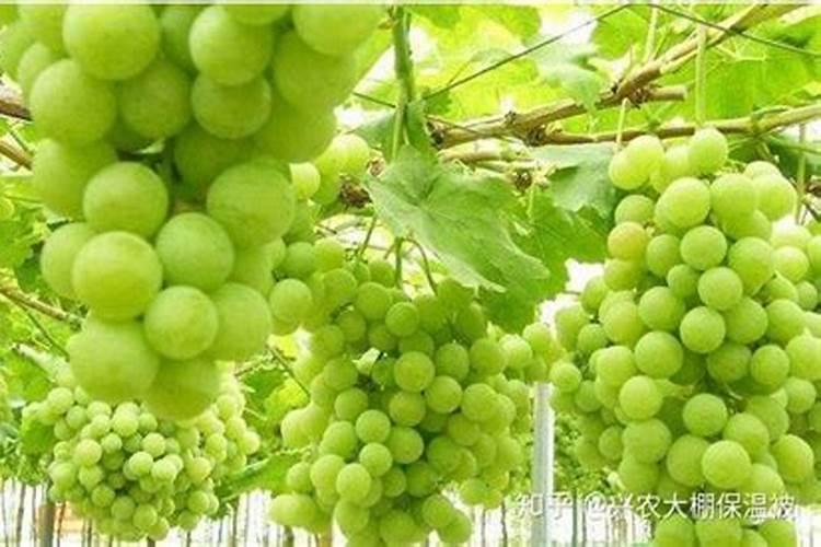玉米底肥怎么配比合理