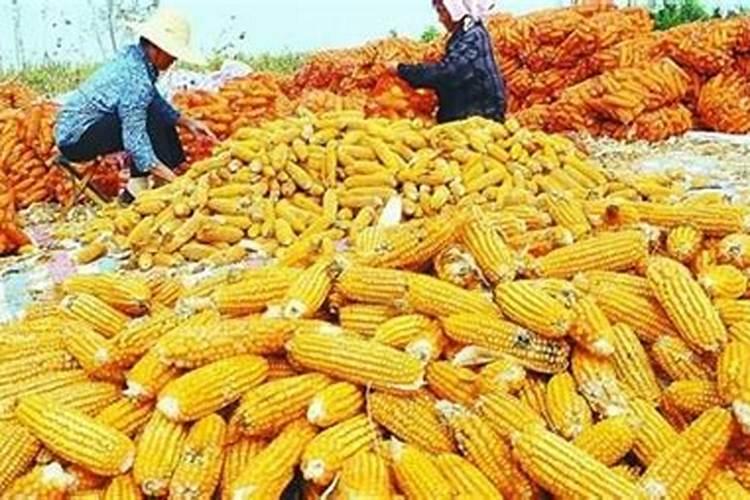 种玉米用什么化肥最好？