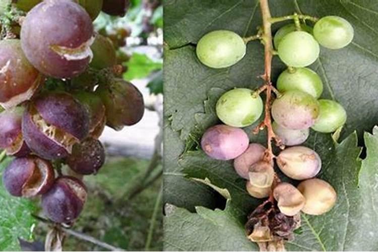 盆栽宝莲灯怎么施肥？操作细节需注意!