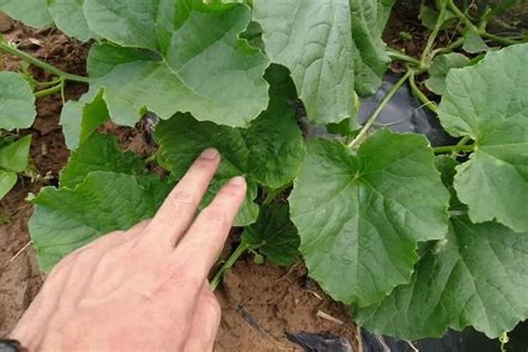 如何种植毛节瓜