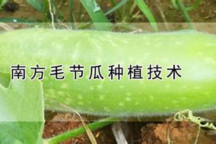 南方毛节瓜种植技术
