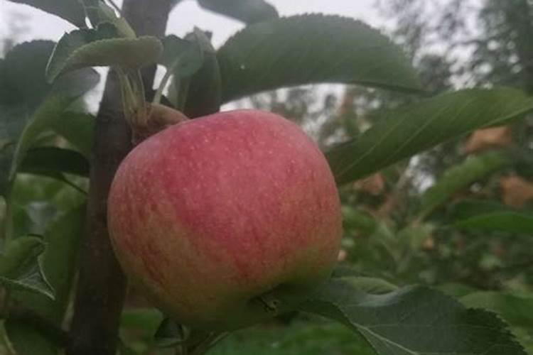 宝莲灯花浇什么肥料好