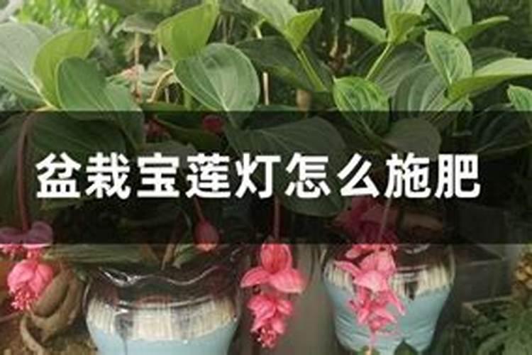 宝莲灯怎么养才多出花苞