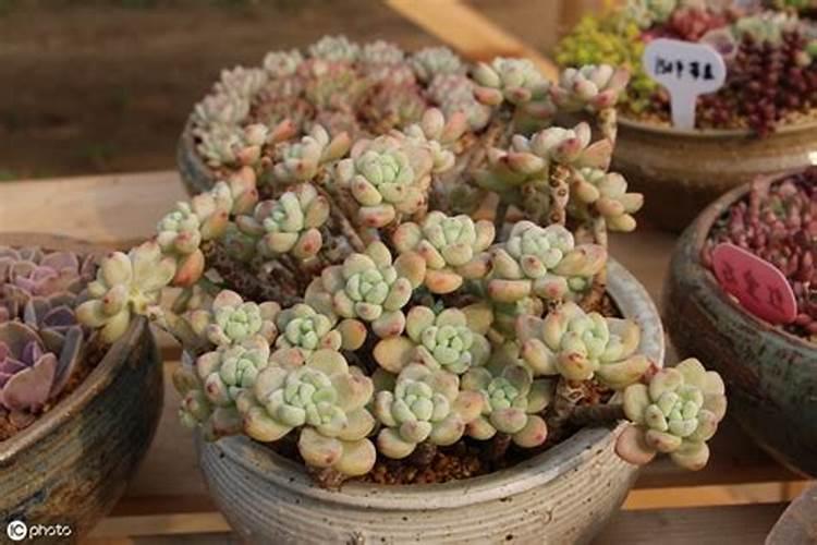 多肉植物施肥方法是什么 有哪些注意事项