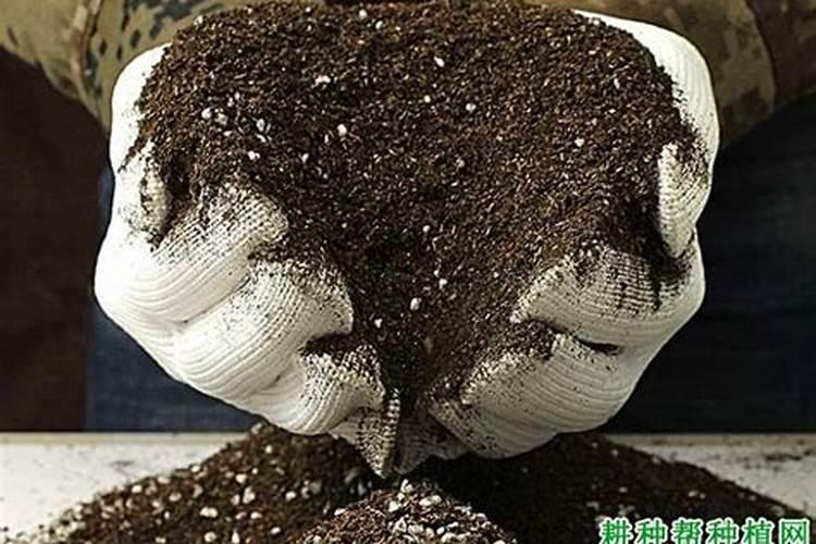 钾肥怎么施效果好？