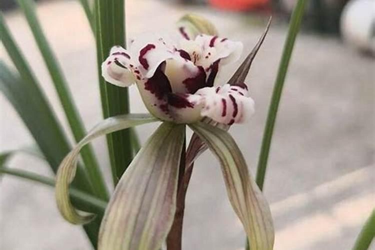 四种化肥的名称及对农作物的作用