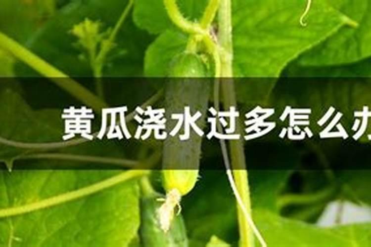 嫁接蟹爪兰喂什么肥