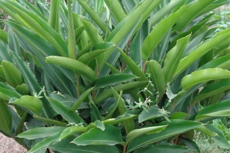 碘硼钾是什么叶面肥在生姜上用行吗？