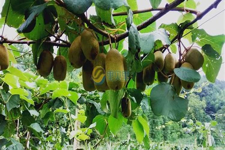 中石化湖北化肥厂搬迁新址在哪里