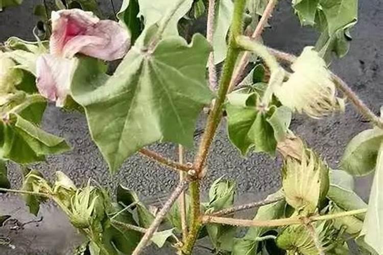 青蒿如何种植 青蒿种植方法及注意事项