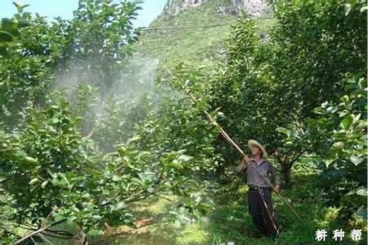 中量元素肥料是什么,常用品种有哪些？