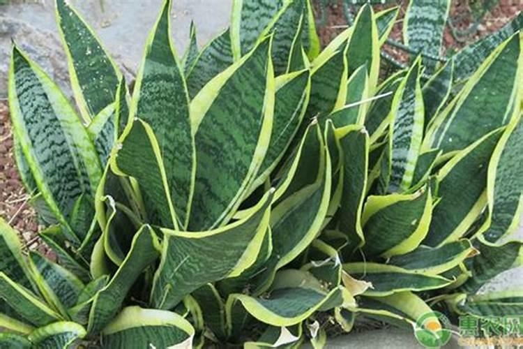 芸苔素控旺使用方法