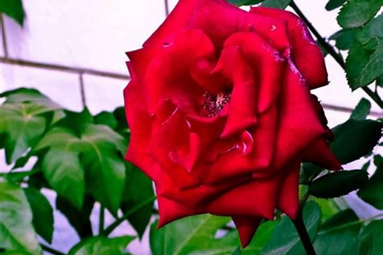 玫瑰浇什么肥料合适