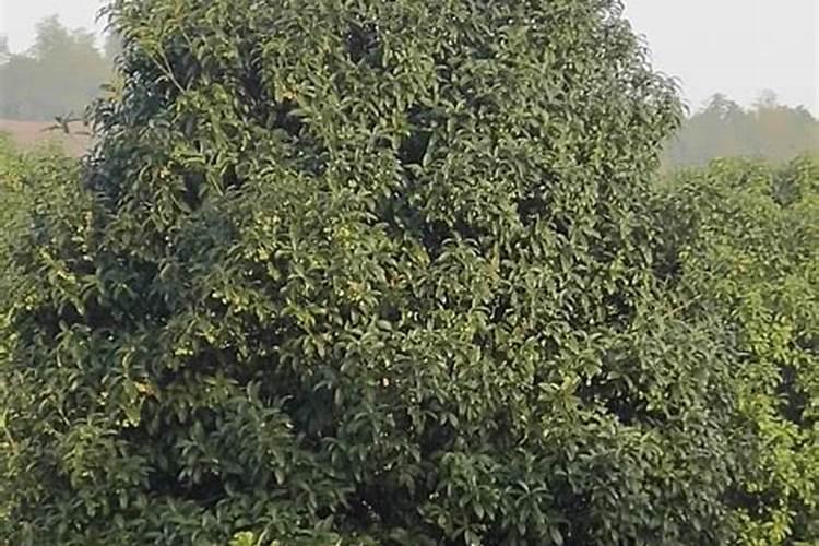 桂花树用什么肥好