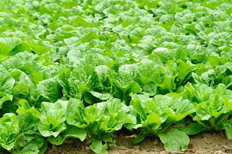 种植大白菜怎样施肥才产量高(种大白菜需要什么底肥)