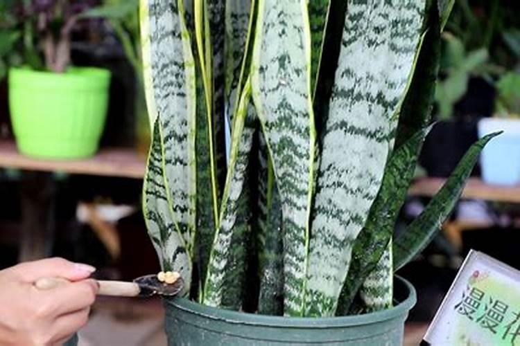 草木灰和铵态氮肥不能混用的原因