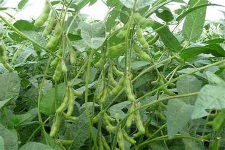 大豆怎么施肥,大豆施肥规律,怎么追肥