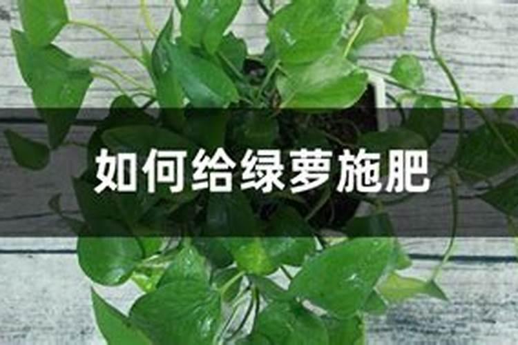绿萝施什么肥好