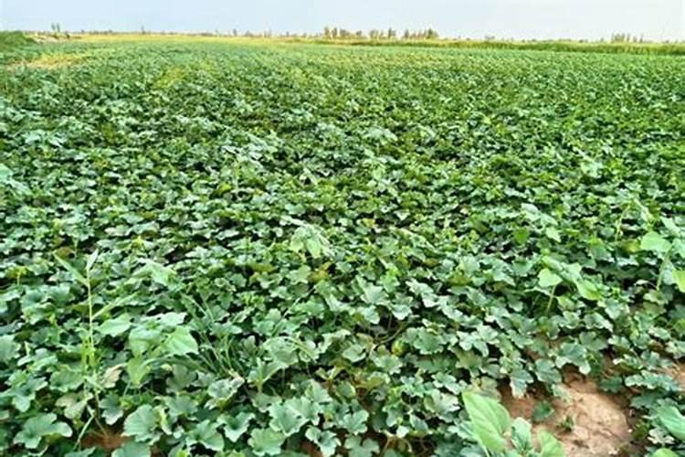 甜瓜小苗期施肥方法