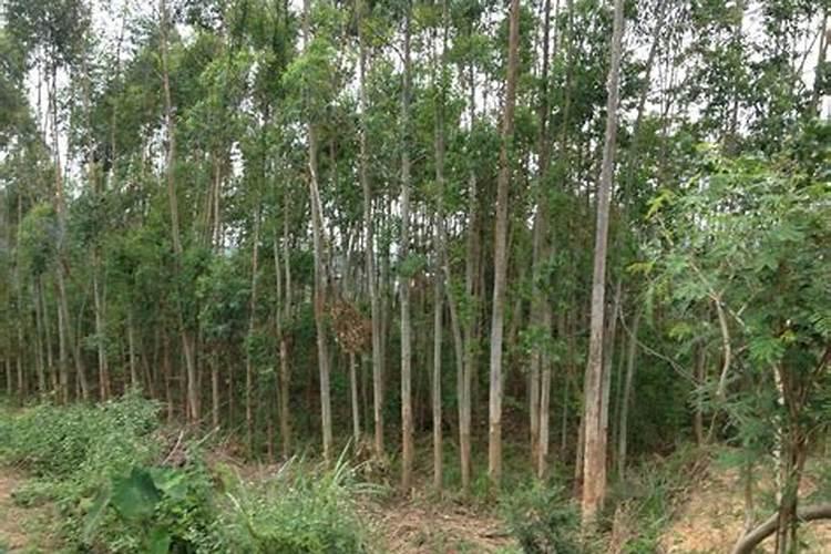 华沃特桉树专用肥价格