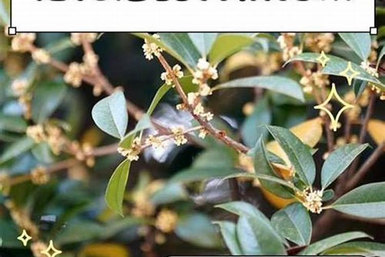 桂花树什么时候施肥 桂花树哪个时候施肥