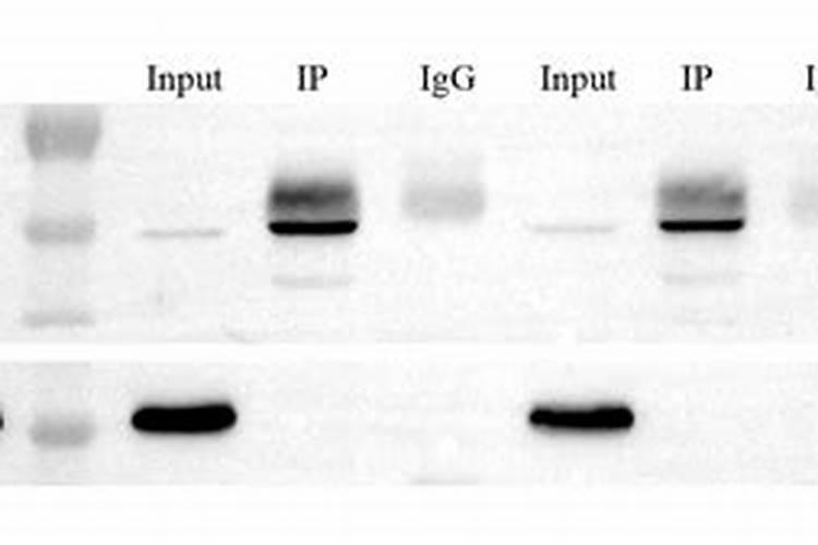 多肉上盆后多久晒太阳