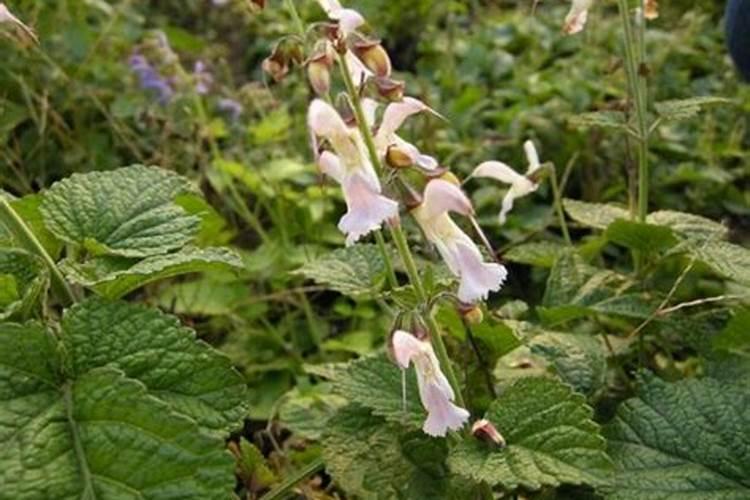 刺玫果用什么花肥怎么施肥？