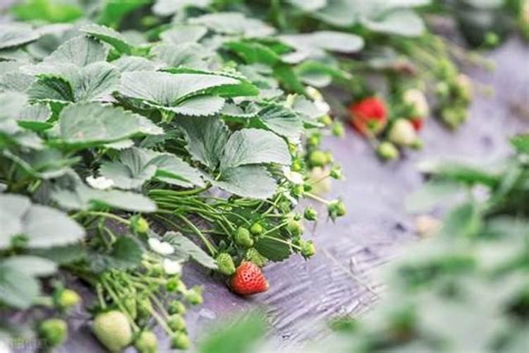 怎么让草莓长匍匐茎