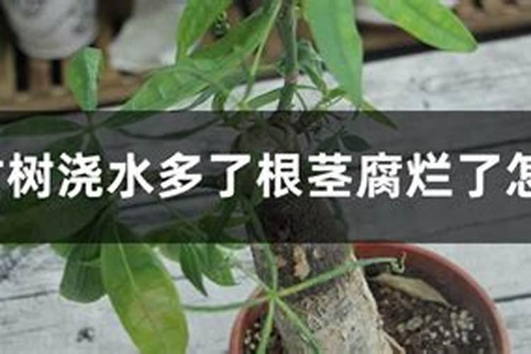 发财树生根粉怎么用,发财树生根粉使用步骤(4个)