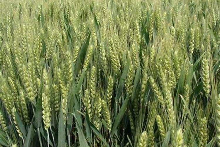 玉米受粉时能否喷施叶面肥？