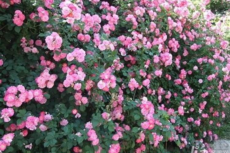 长寿花喜欢什么肥料