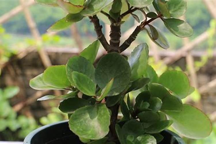 小麦施肥复合肥和尿素哪个好