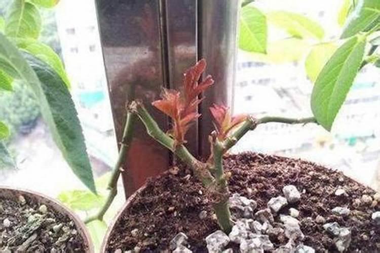 玉米授粉期可以打叶面肥吗