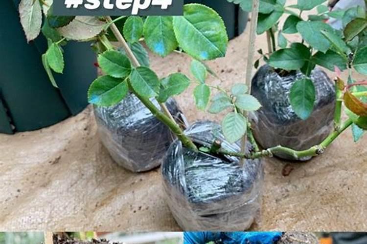 李子树怎么施肥？你整对了吗