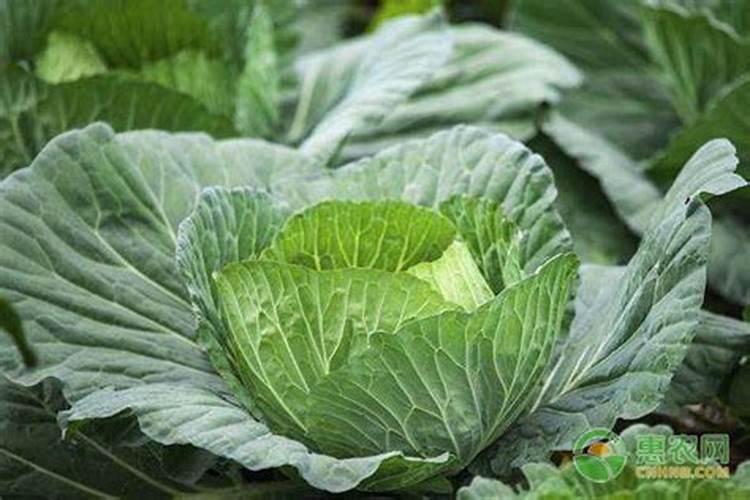 硼肥硼肥应用状况