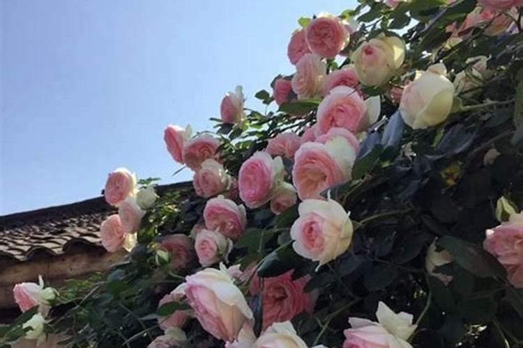 玫瑰一般哪几个月施肥玫瑰怎么施肥