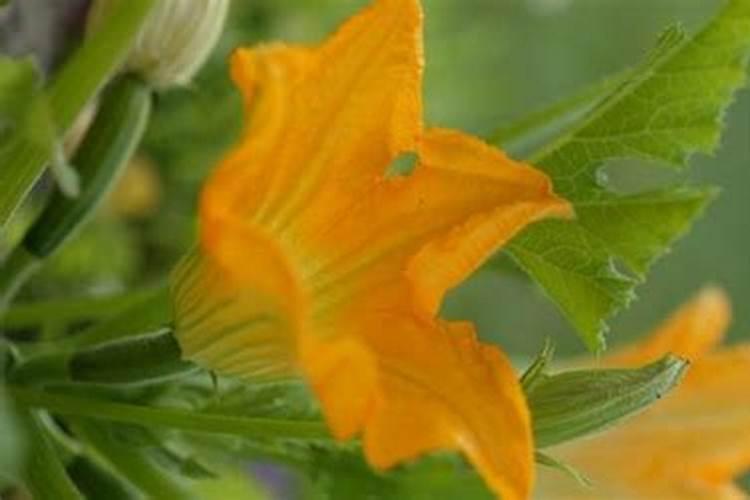 南瓜施什么肥最好