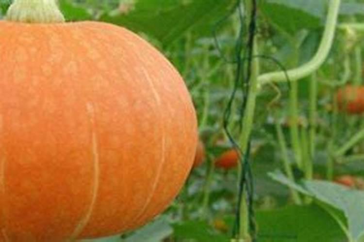 南瓜施肥用什么肥料