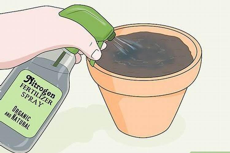 冲什么肥能让西红柿叶片油亮