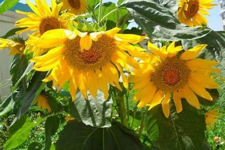 水溶肥的正确使用方法