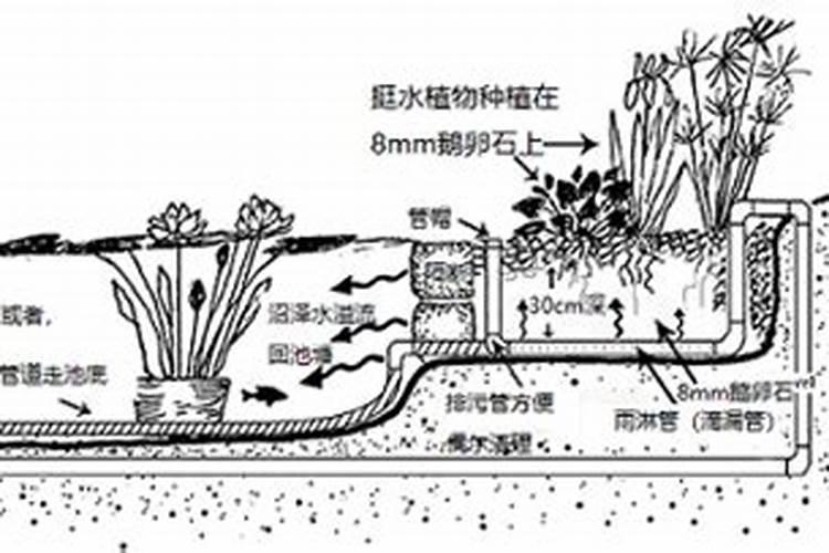 荠菜种子直接撒地里可以吗