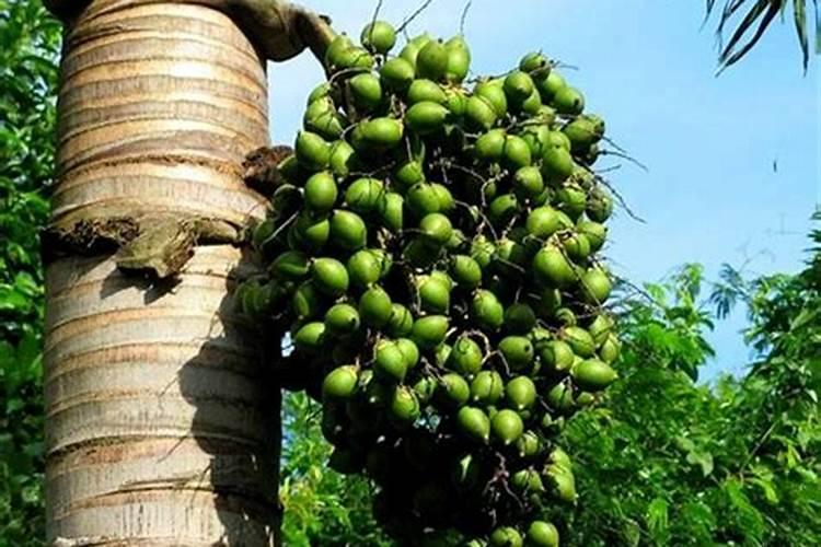 植物叶子油亮用什么肥(叶子油光发亮)