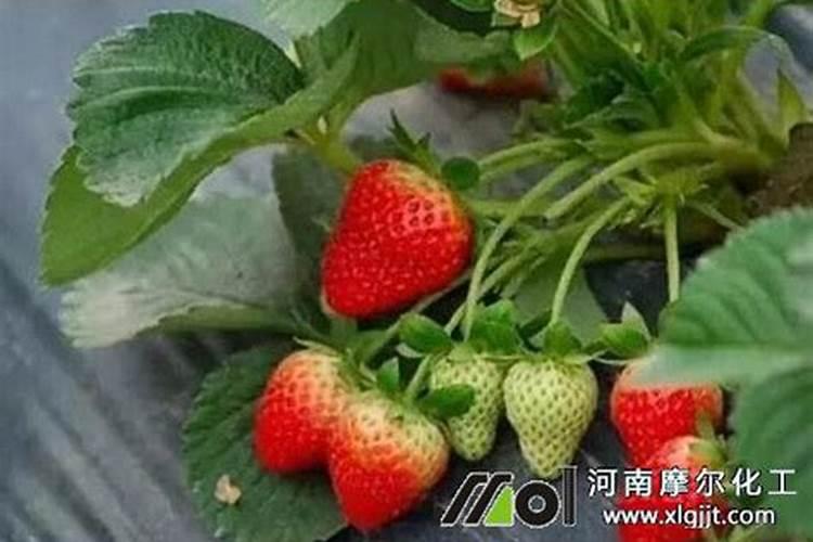 草莓多久施肥一次 草莓光照条件